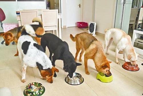 娱乐吃瓜养狗视频在线观看