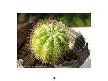 仙人球吃瓜娱乐,瓜果乐园的奇幻之旅